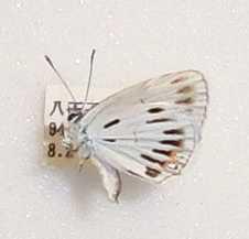 Everes argiades hellotia Artificial cold shock aberrant Tokyo Japan (Internet Image property of respective owner, non-commercial use only)